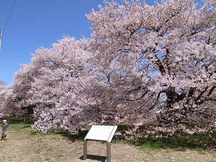 イメージ 13