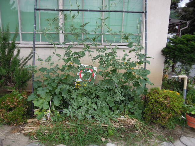 イメージ 4